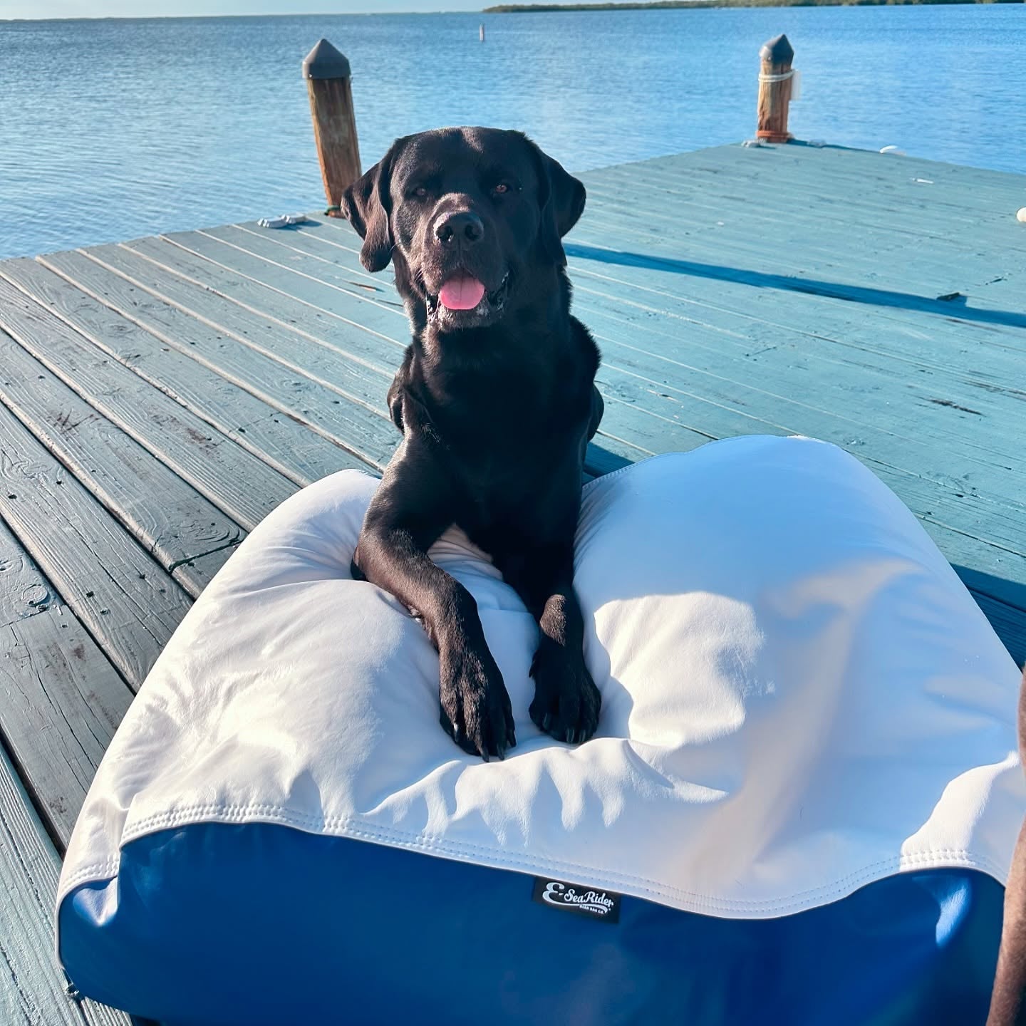 E - SeaRider Dog Bed Marine Bean Bag - E - SeaRider DGBDS - White - Seafoam - SS